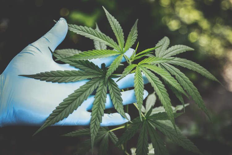 Top 5 Emerging Trends in the Cannabis Industry